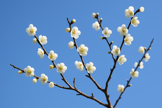 white-plum-blossoms